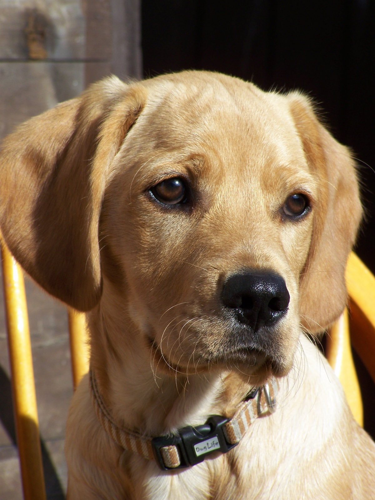 Кокер лабрадор