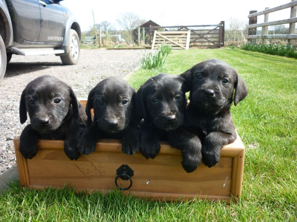 Лабрадор и кокер спаниель