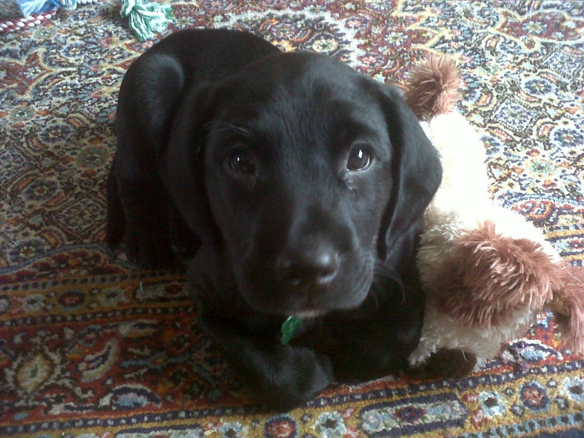 Бигль метис черный