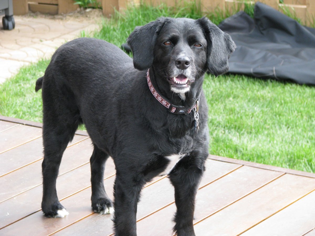 Метис кокер лабрадор