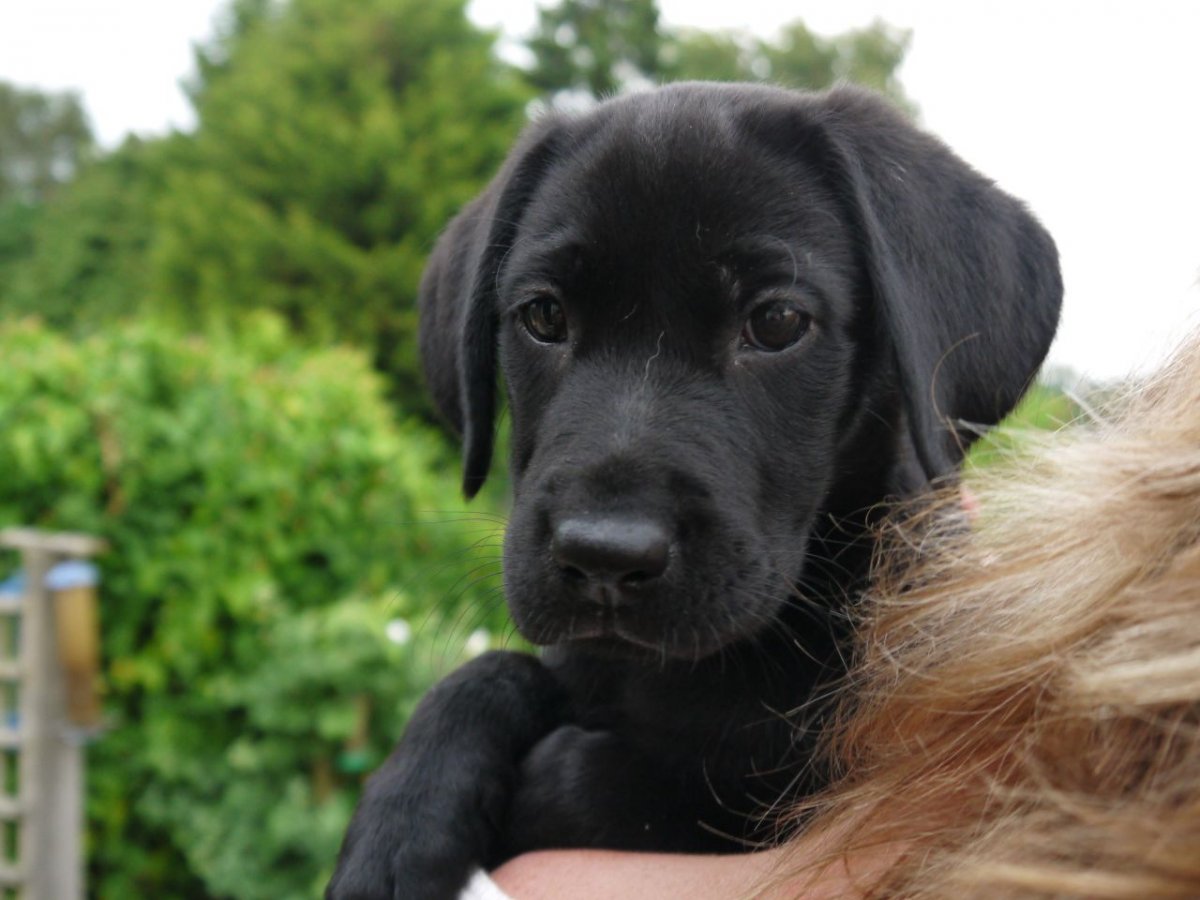 Метис лабрадора и спаниеля