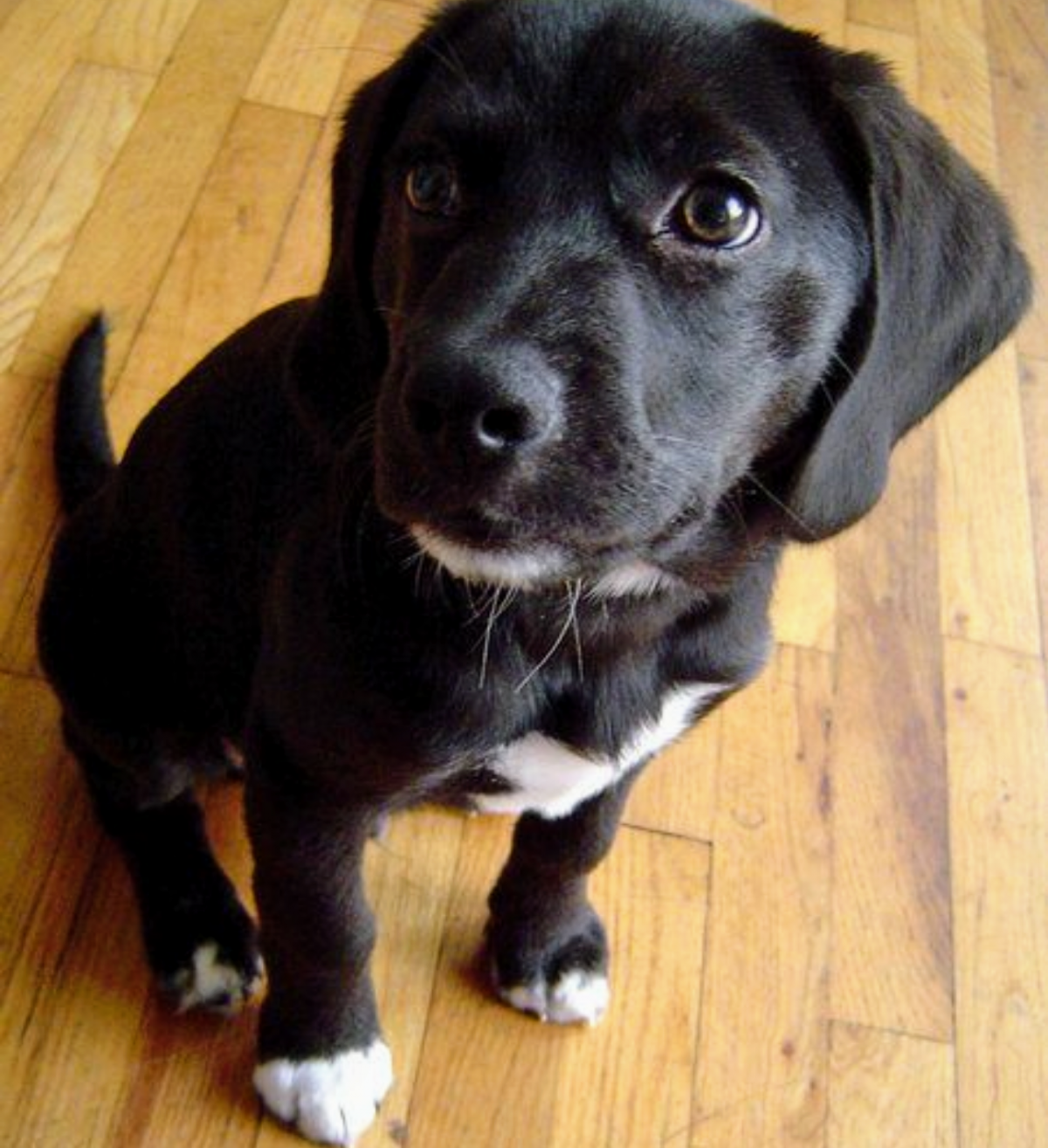 Метис лабрадора и бассета