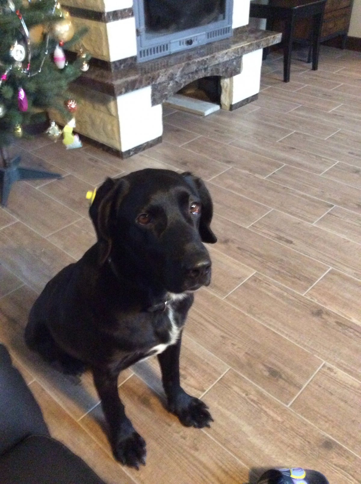 Лабрадор плюс спаниель