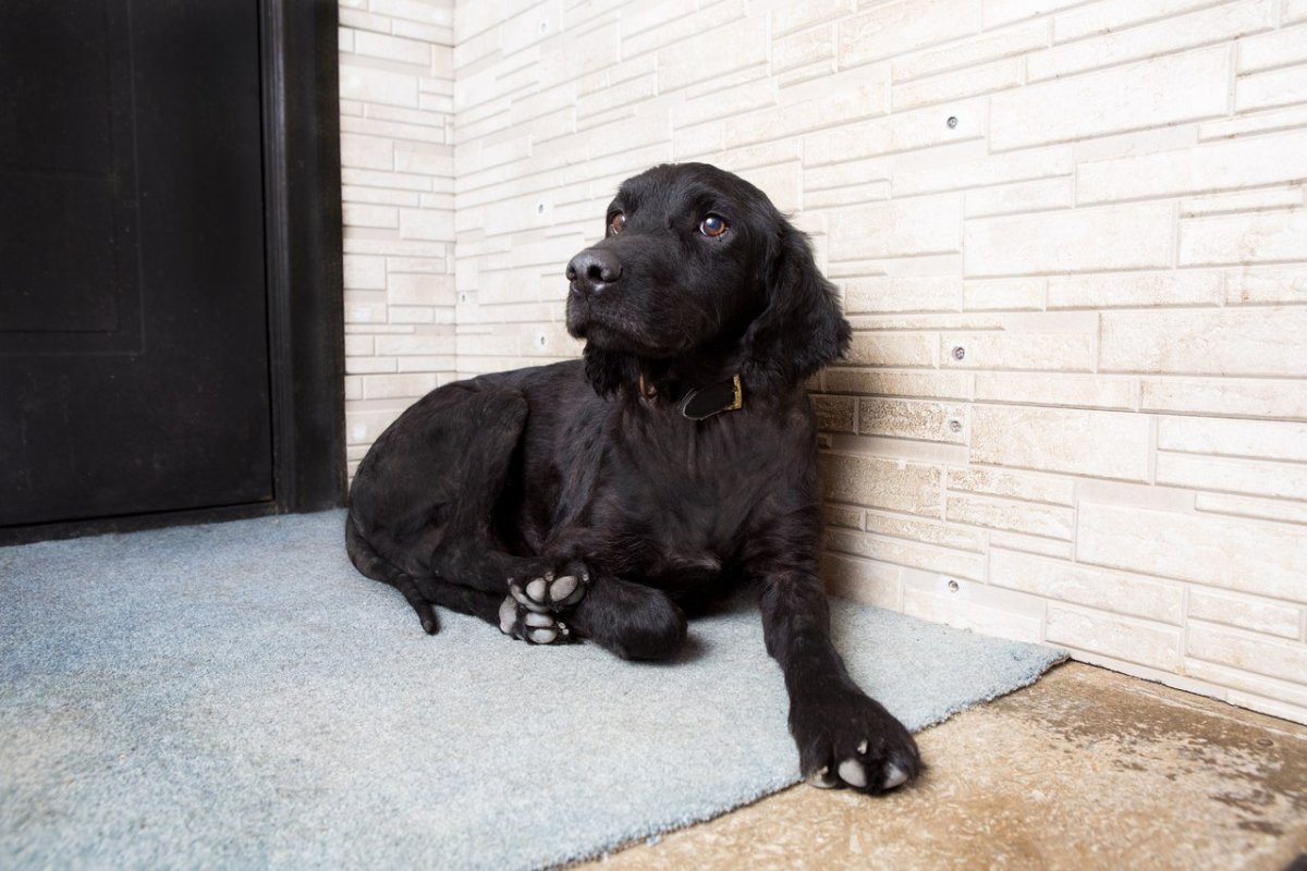 Смесь лабрадора и спаниеля