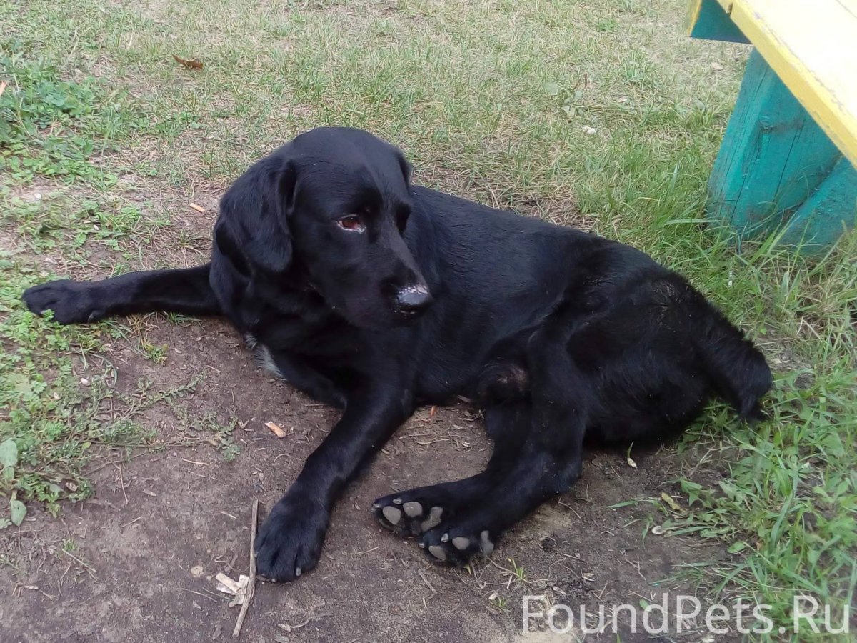 Кокер спаниель и ретривер