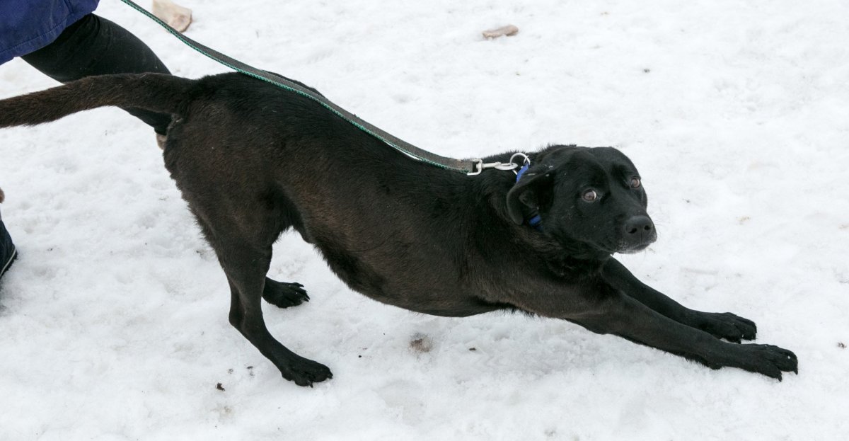 Щенки лабрадора смесь со спаниэлью