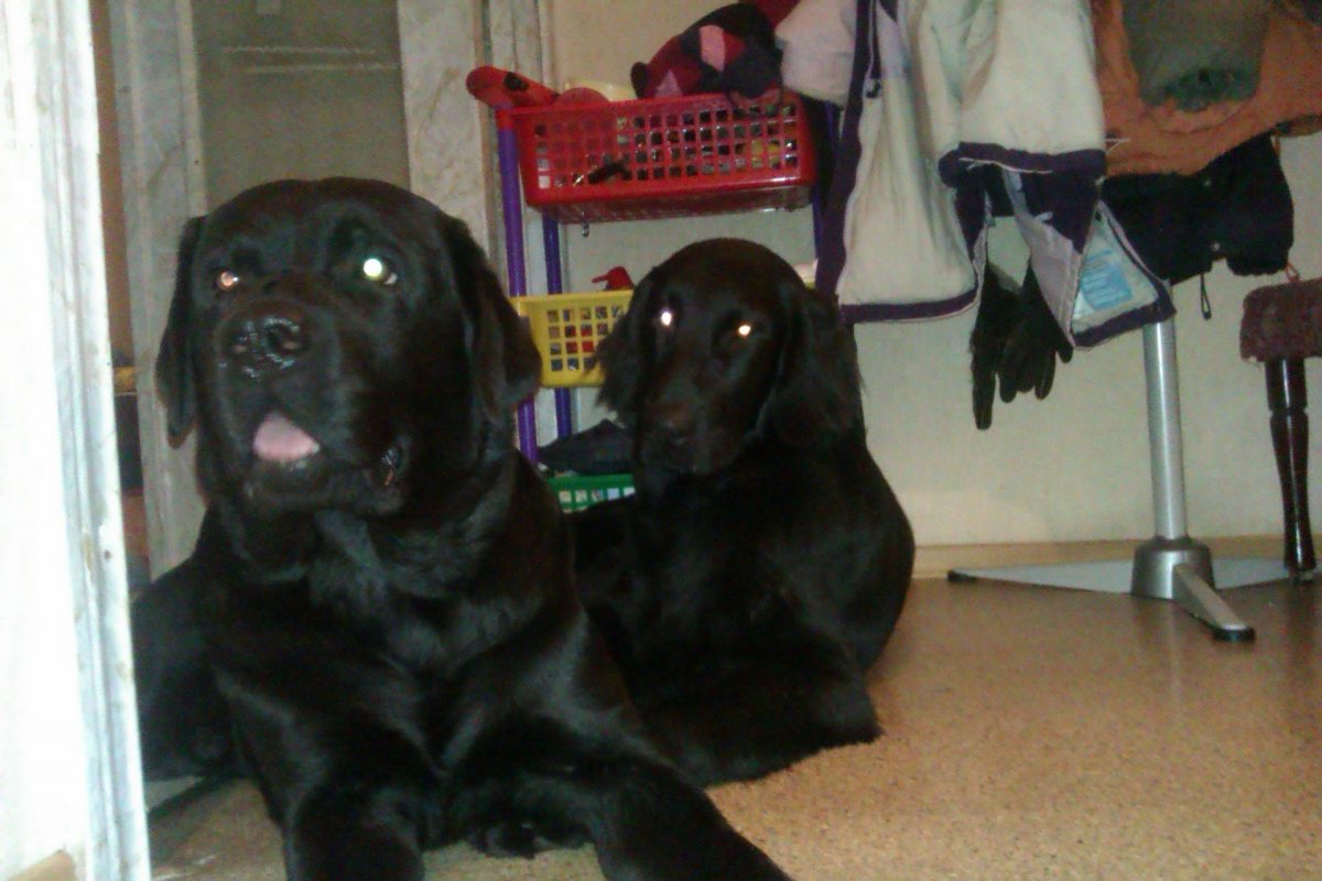 Черный метис кокер лабрадор