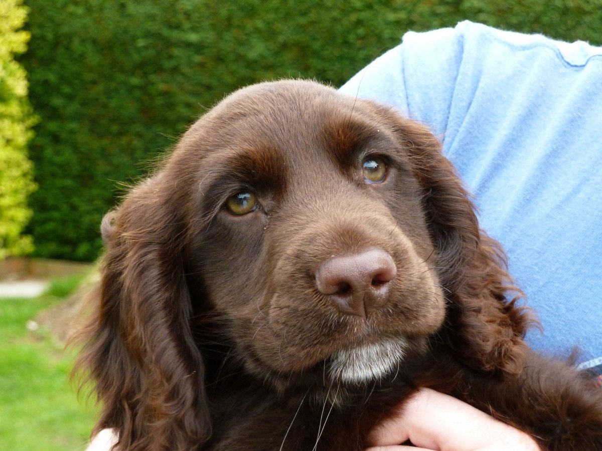 Кокер лабрадор