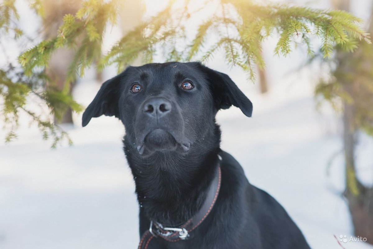 Лабрадор Ларри