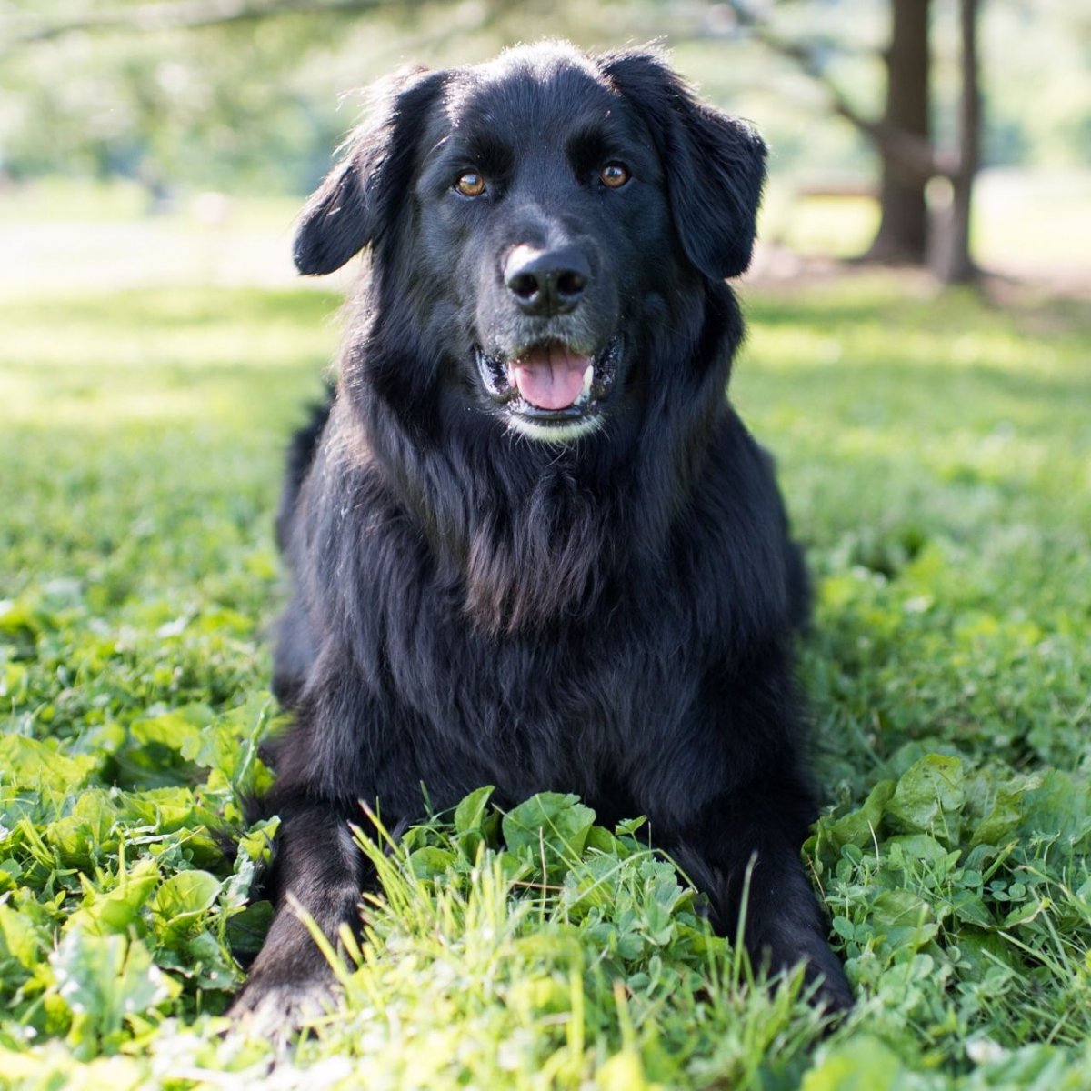 Золотистый ретривер чёрный метис
