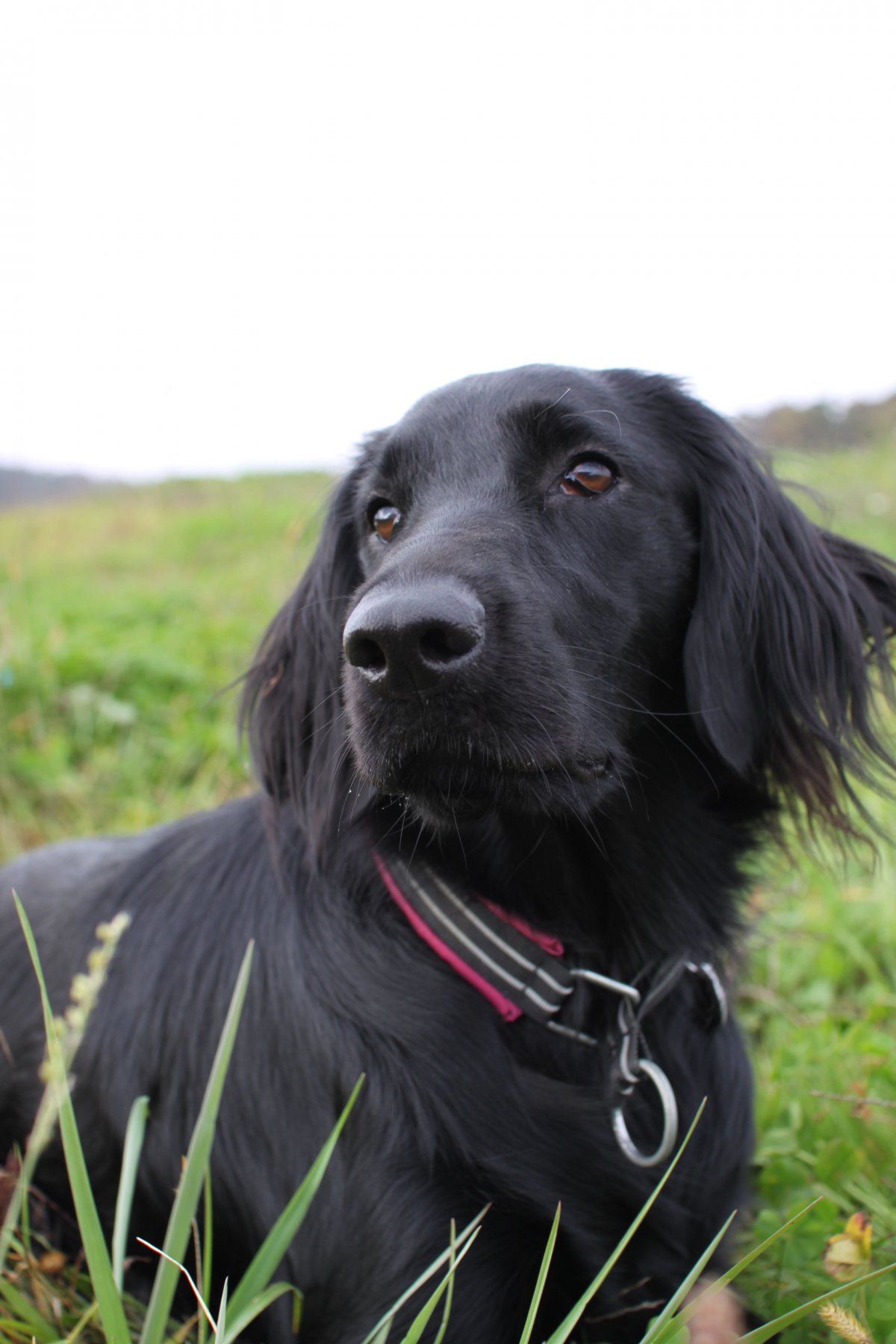 Гладкошерстный ретривер