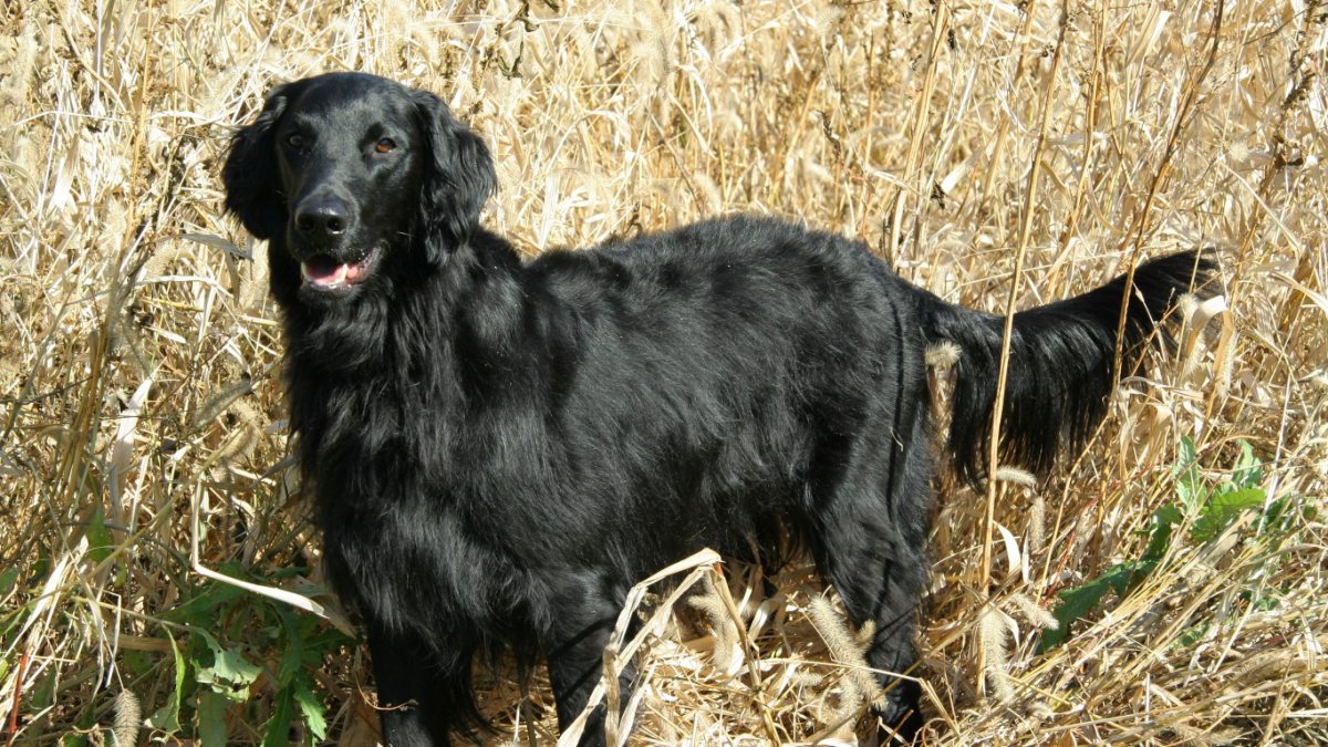 Черная румынская овчарка