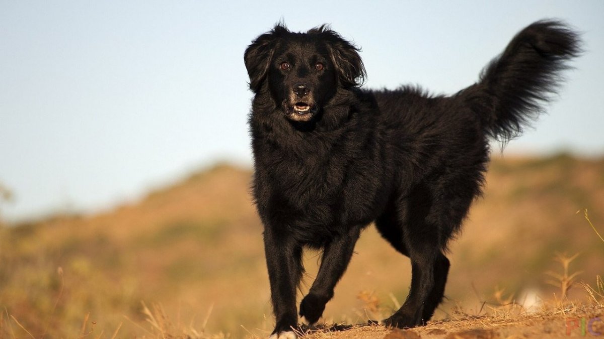 Майоркская овчарка длинношерстная
