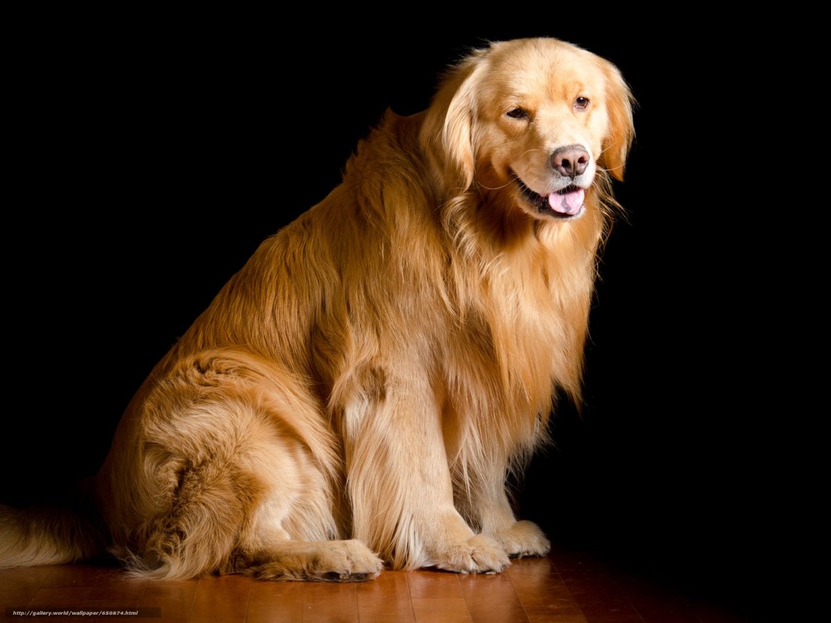 Золотистый ретривер длинношерстный щенок