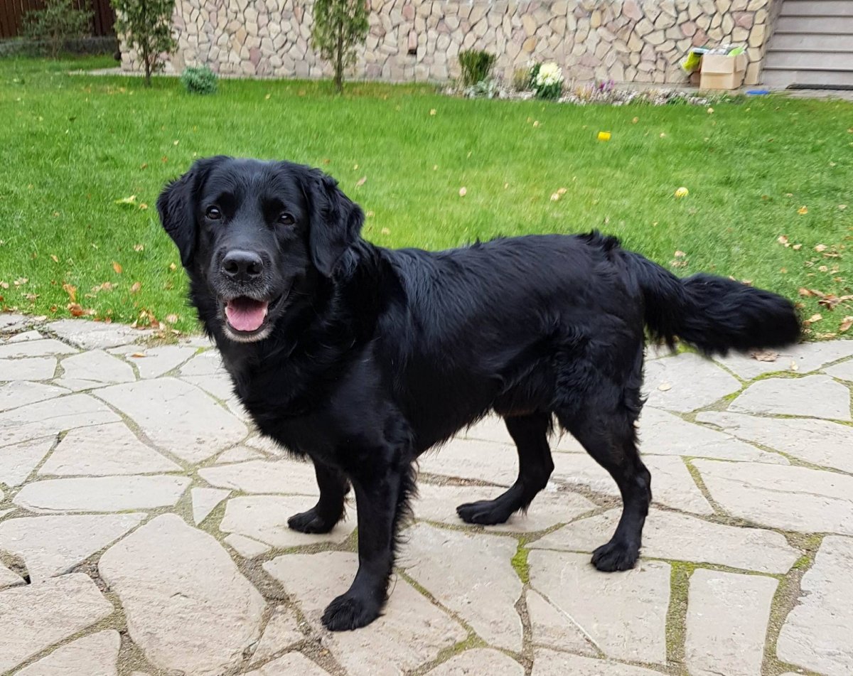 Лабрадор ретривер прямошерстный