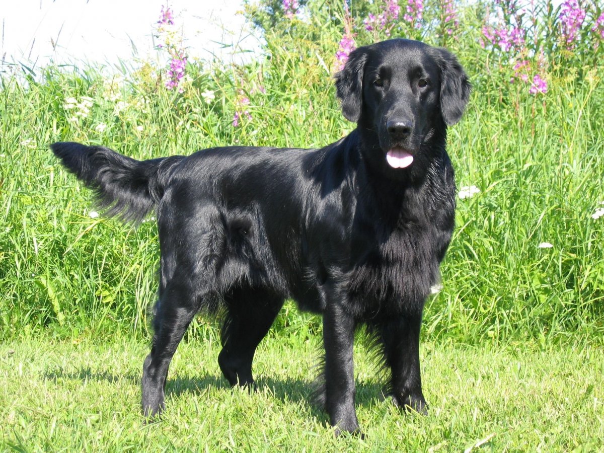 Лабрадор черный длинношерстный лабрадор