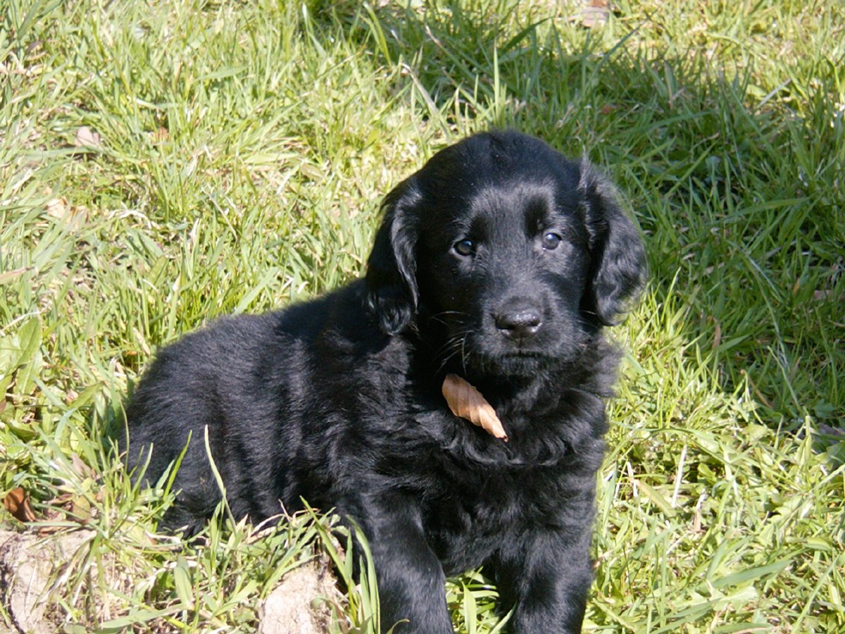 Ретривер черный длинношерстный