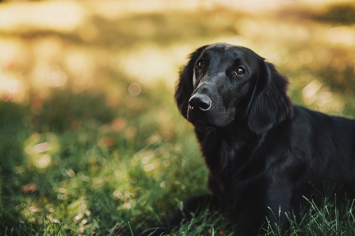 Лабрадор ретривер черный длинношерстный
