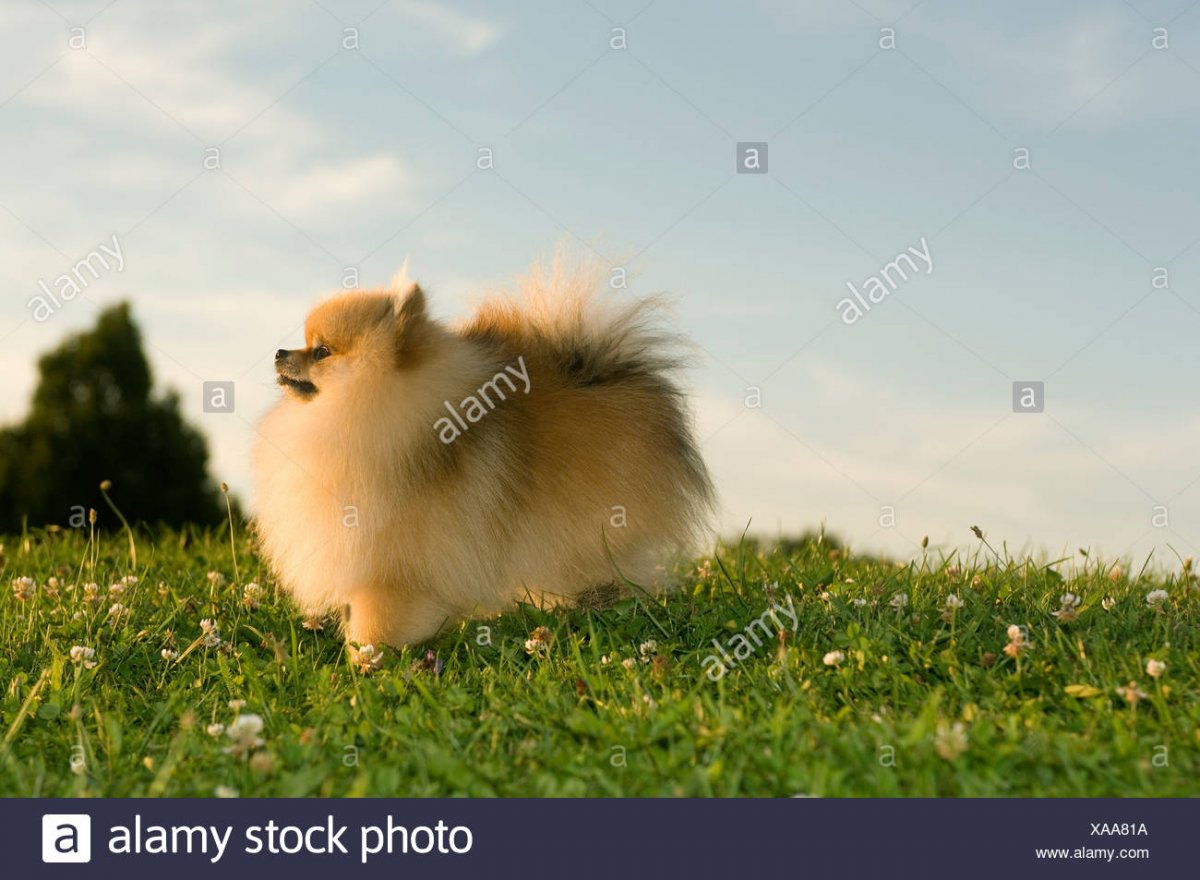 Померанский шпиц БОО взрослый