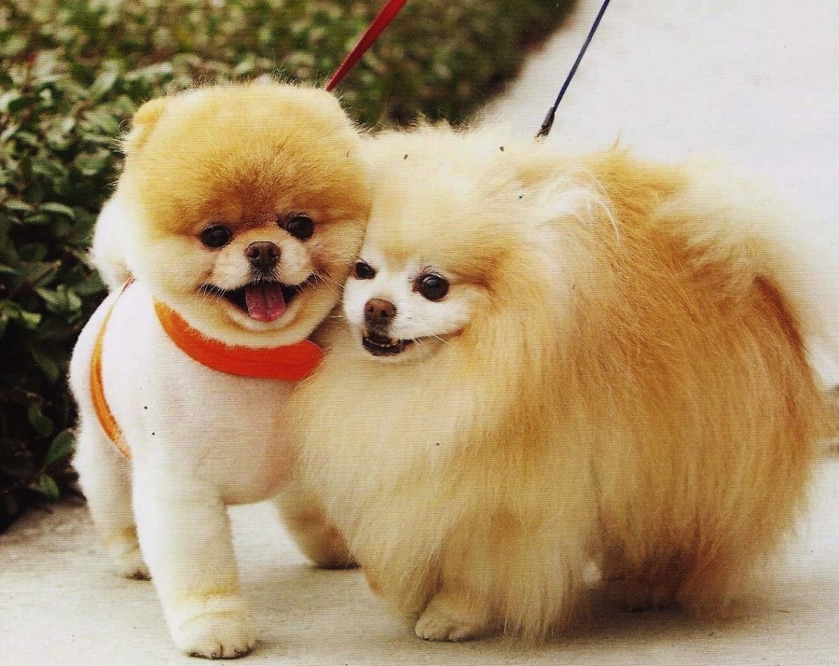 Шпиц рыжий маленький