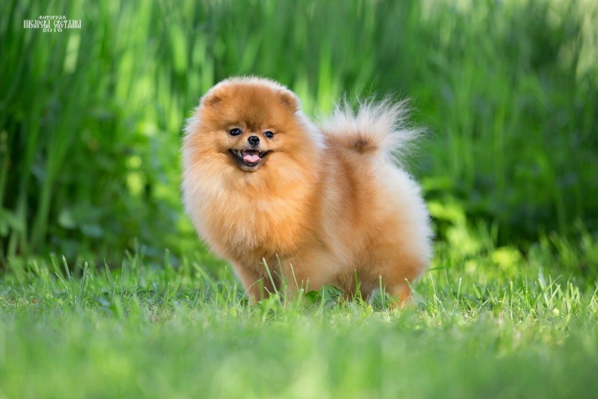 Померанский шпиц голубой