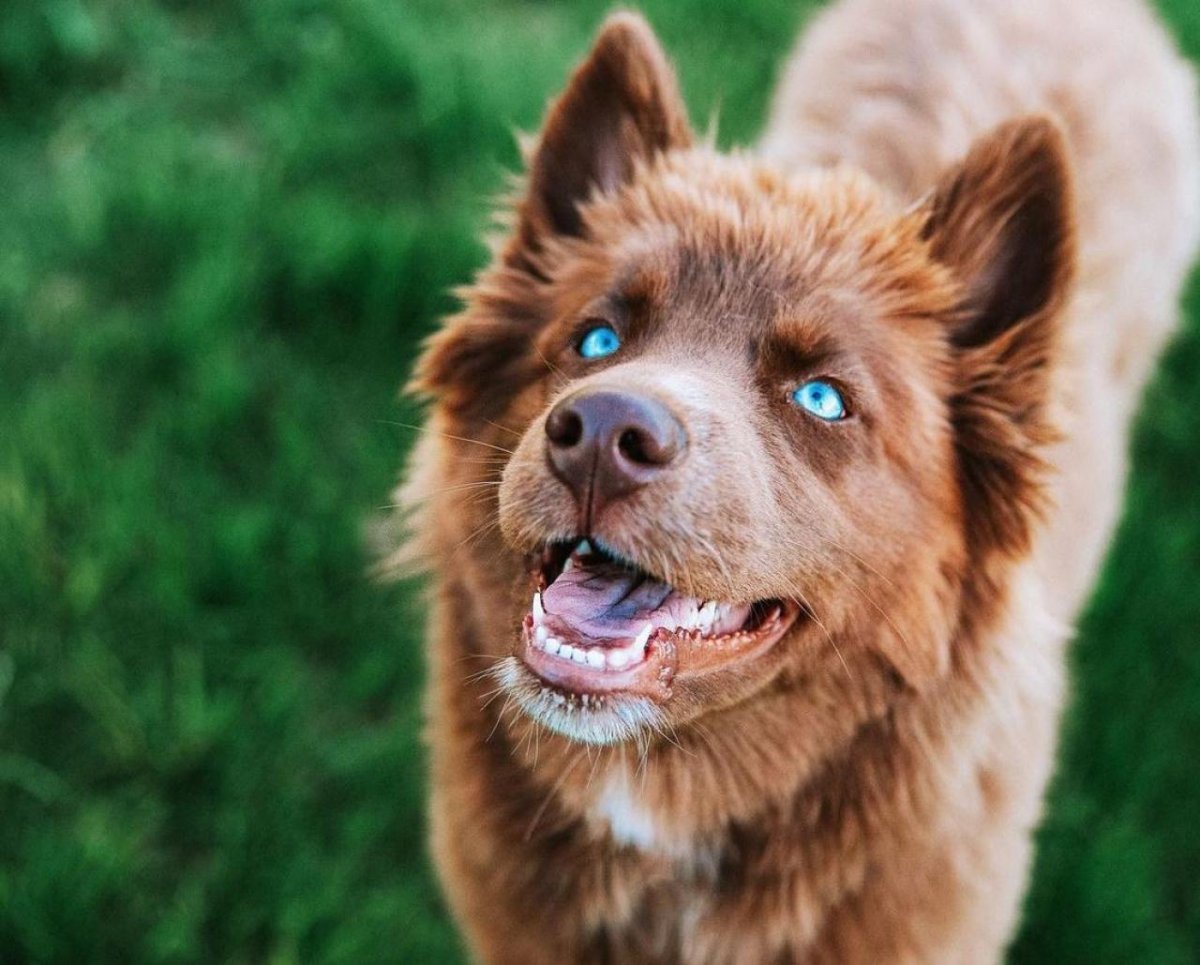 Хантер порода собак