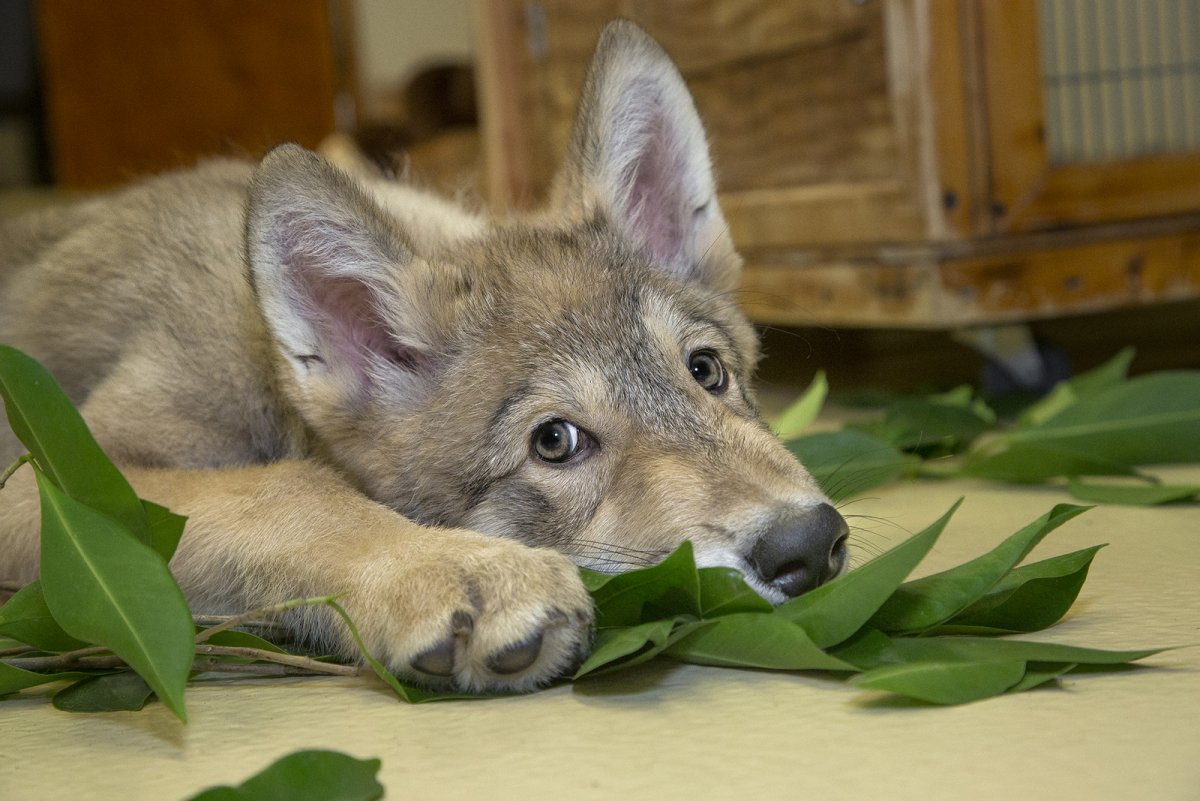 Маленький волк