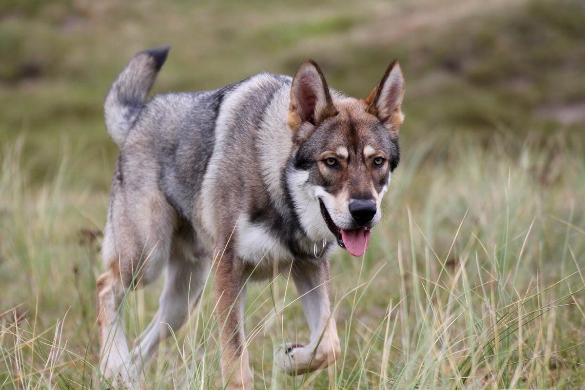 Волкособ белый