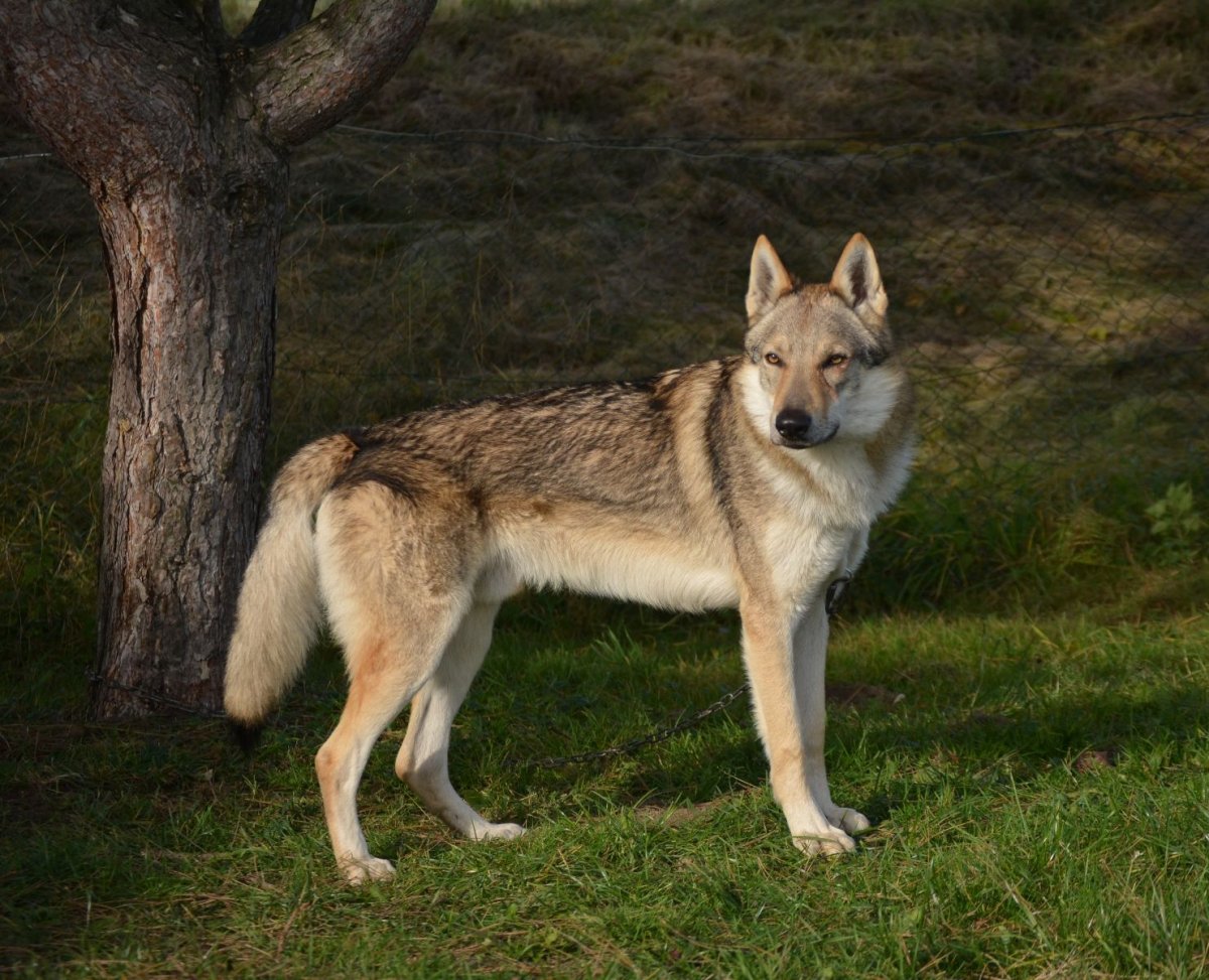 Порода вольфхунд