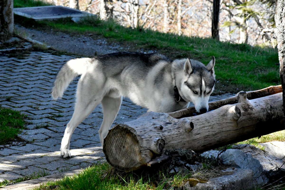 Чехословацкий влчак