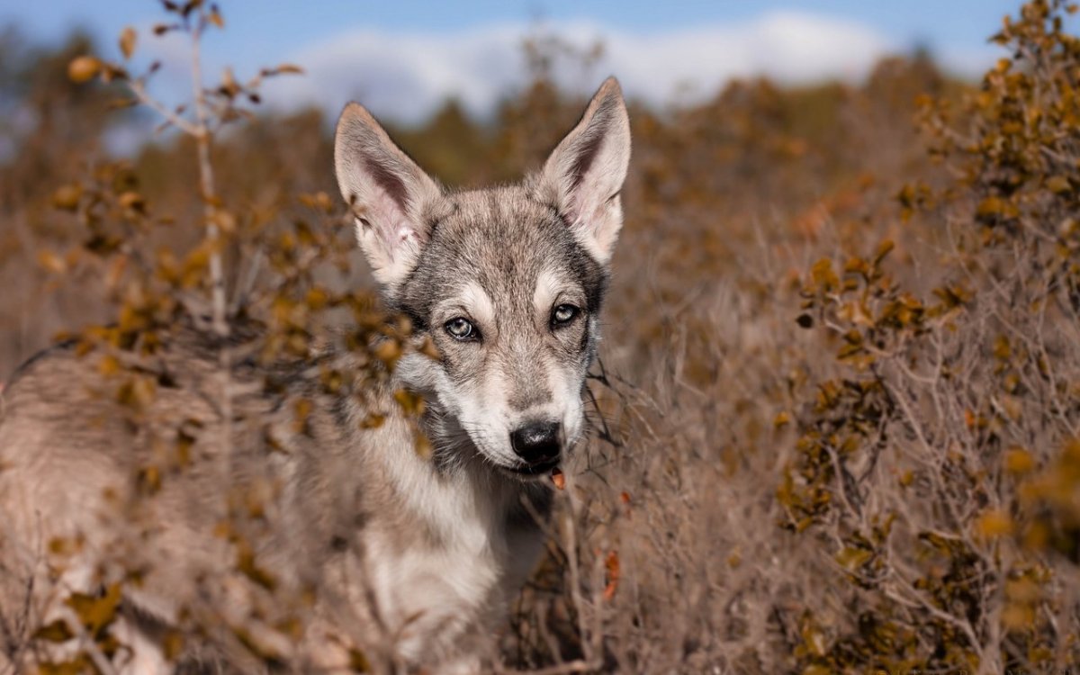 Волкособ с овчаркой