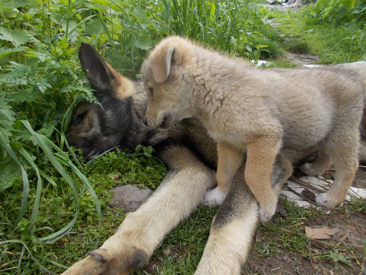 Американская овчарка лютоволк