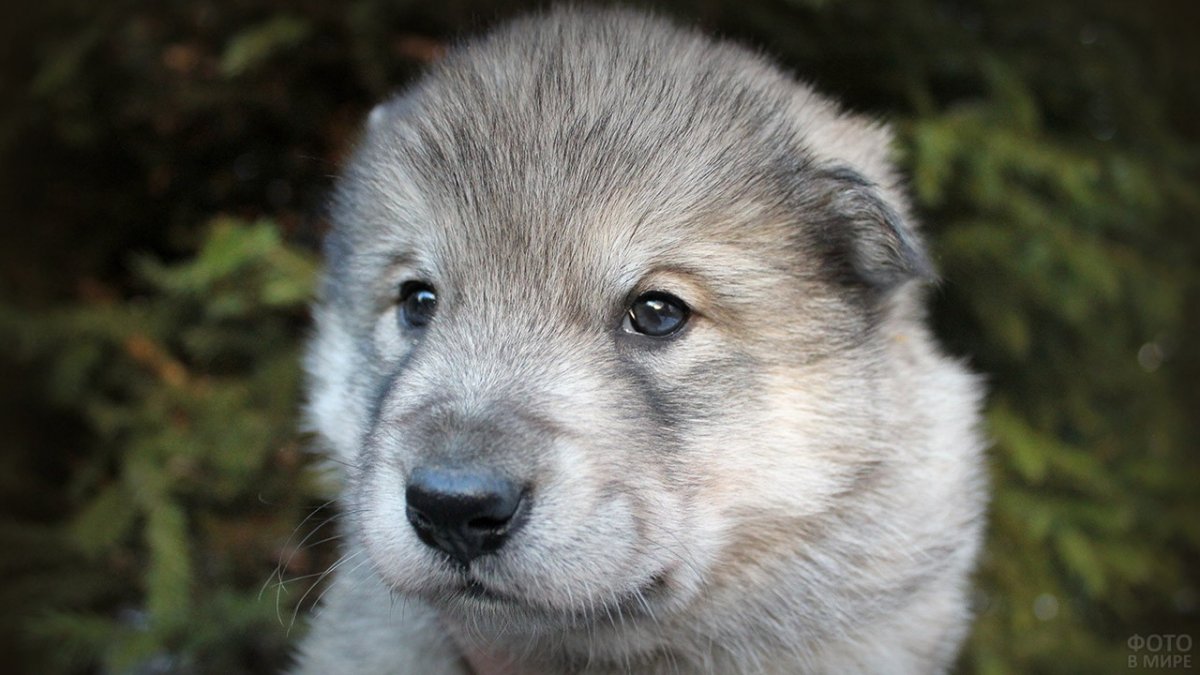 Смесь волкособа и хаски