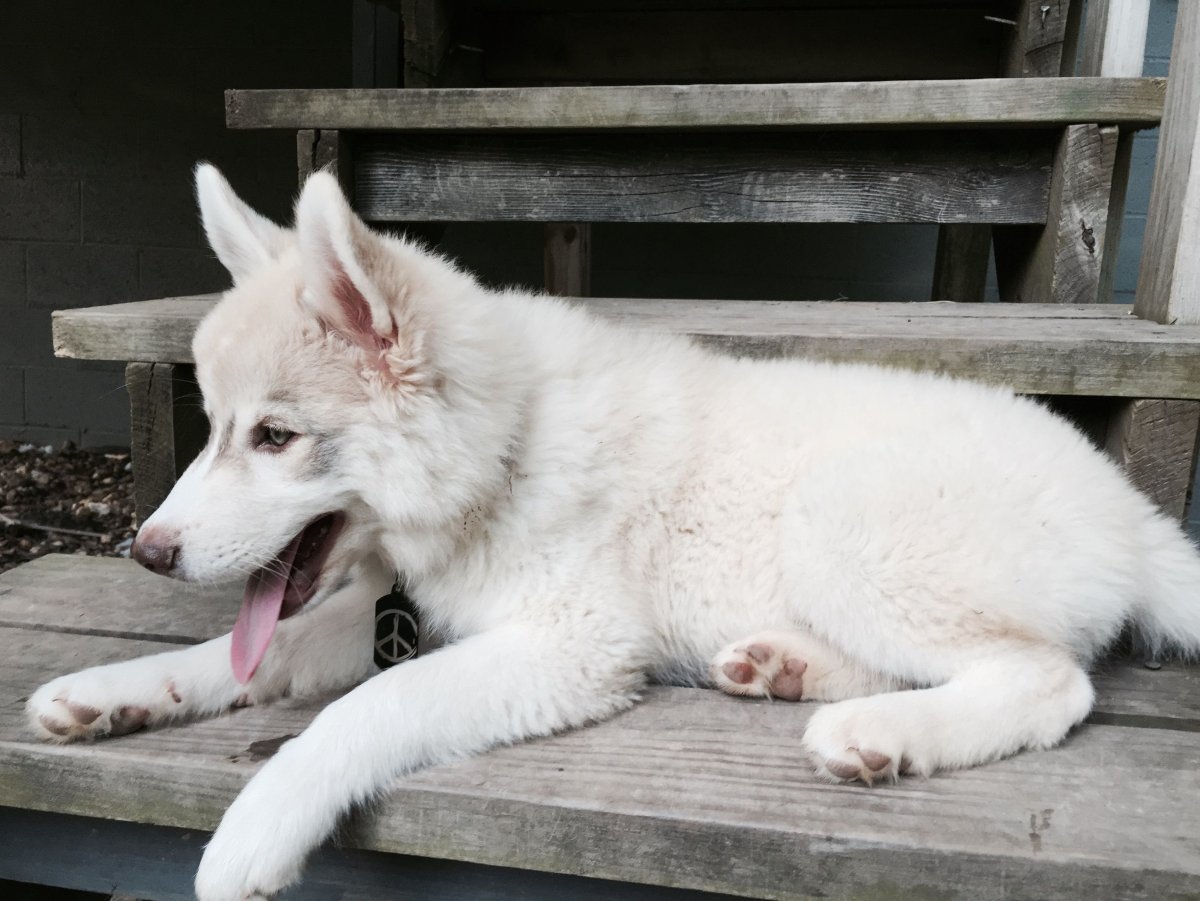 Волкособ маламут и волк