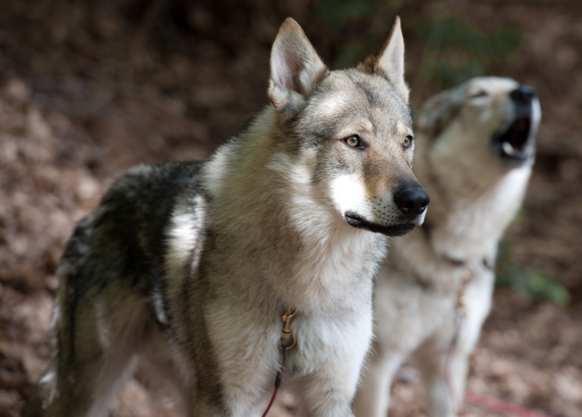 Волкособ щенки