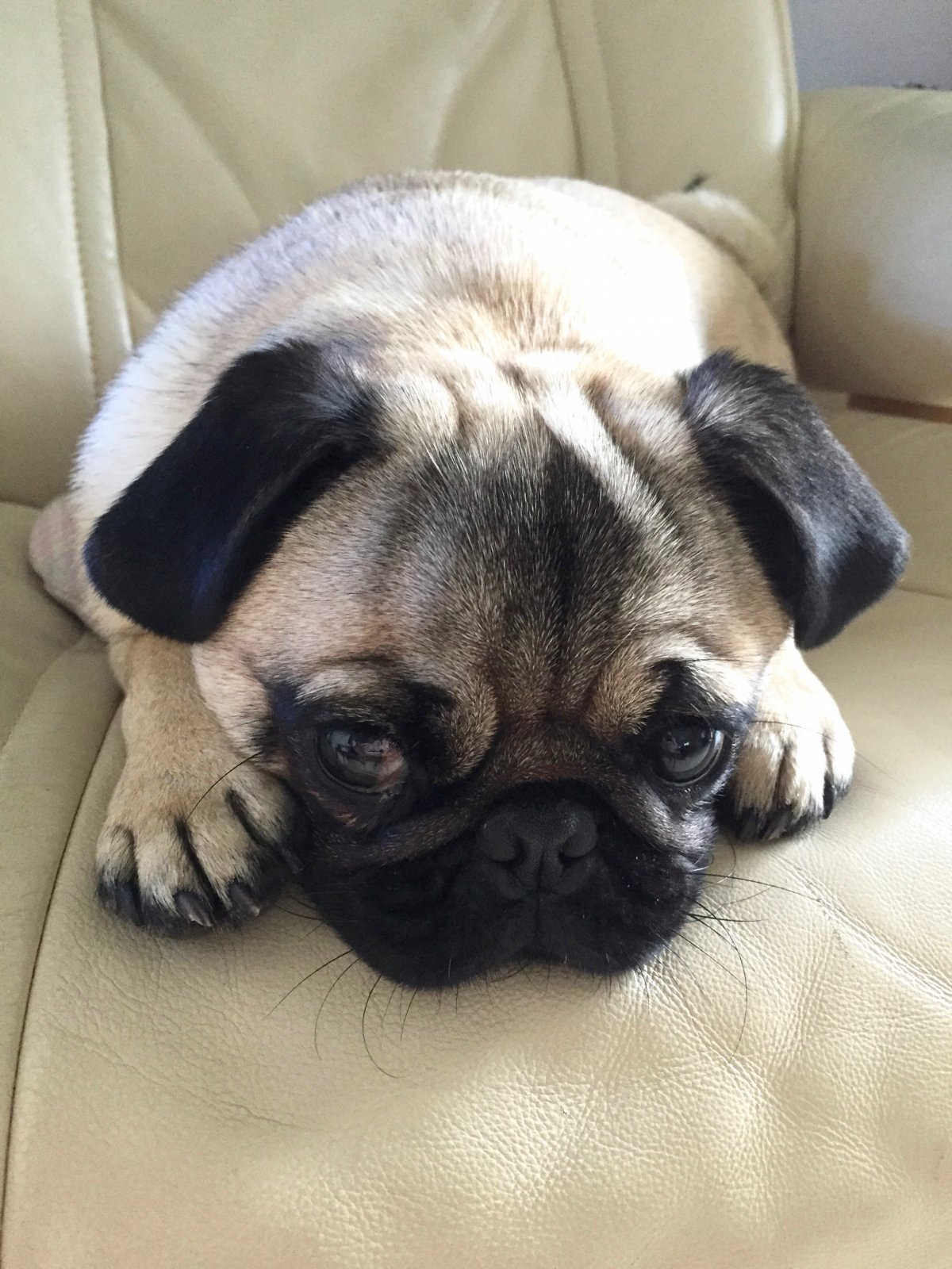 Порода собак Мопс