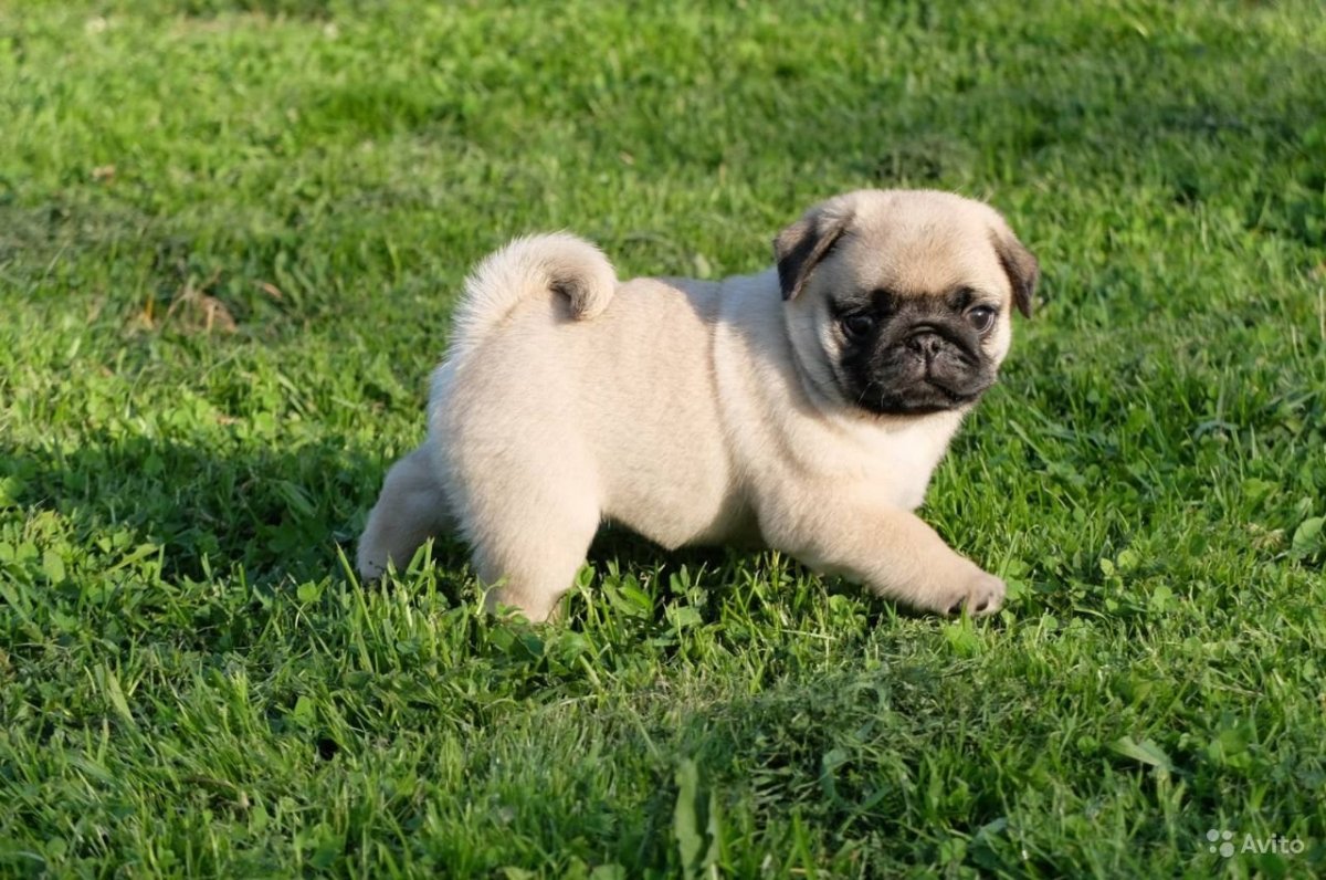 Мопс Валеспес