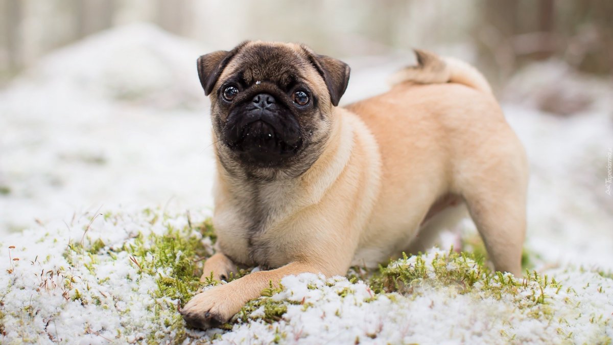 Мопс и мини Мопс