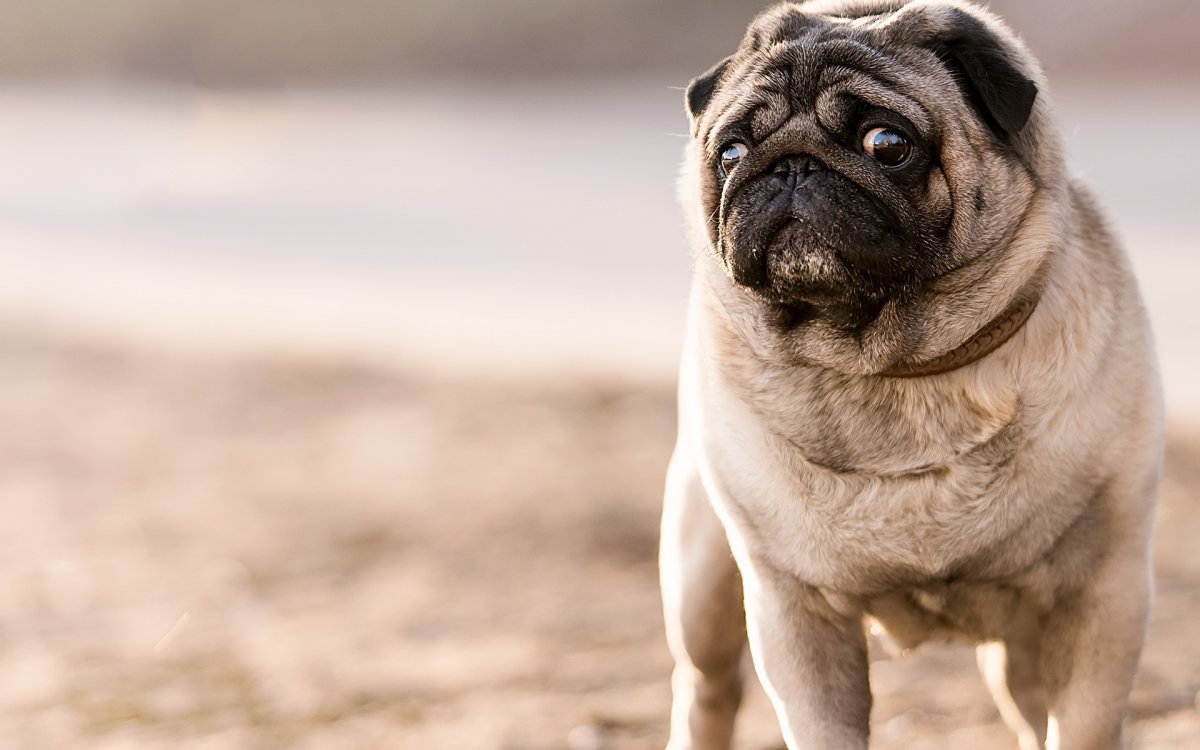 Мопс фото собаки