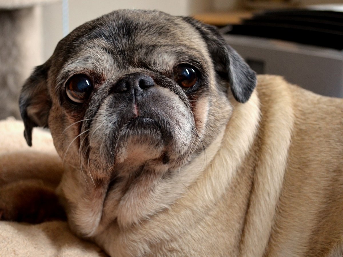 Швейцарский Мопс