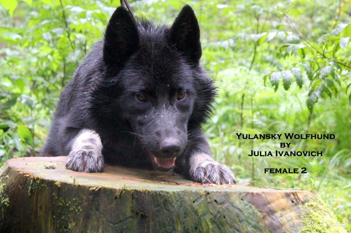 Аляскинский вольфхунд