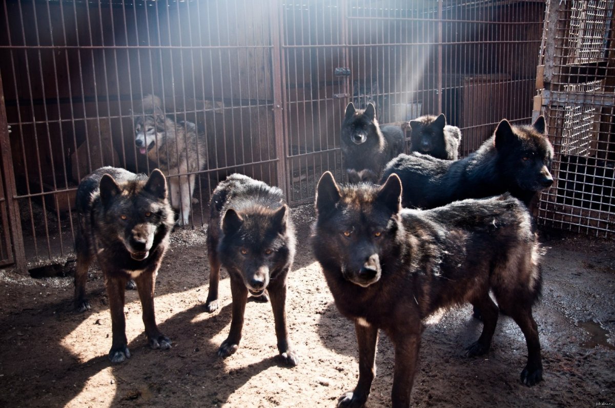 Волкособ вольфхунд