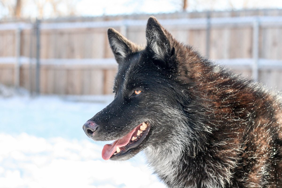 Вольфхунд маламут