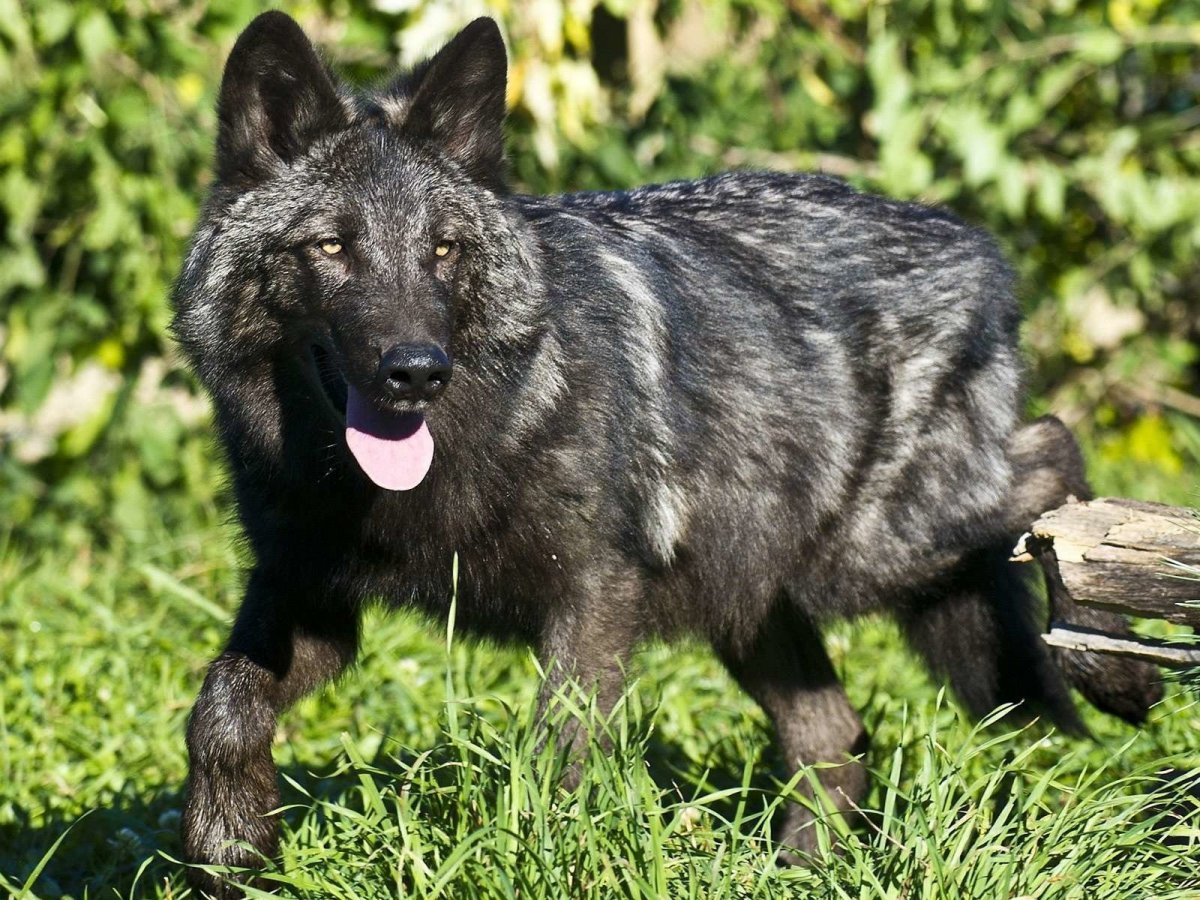 Канадский волкособ