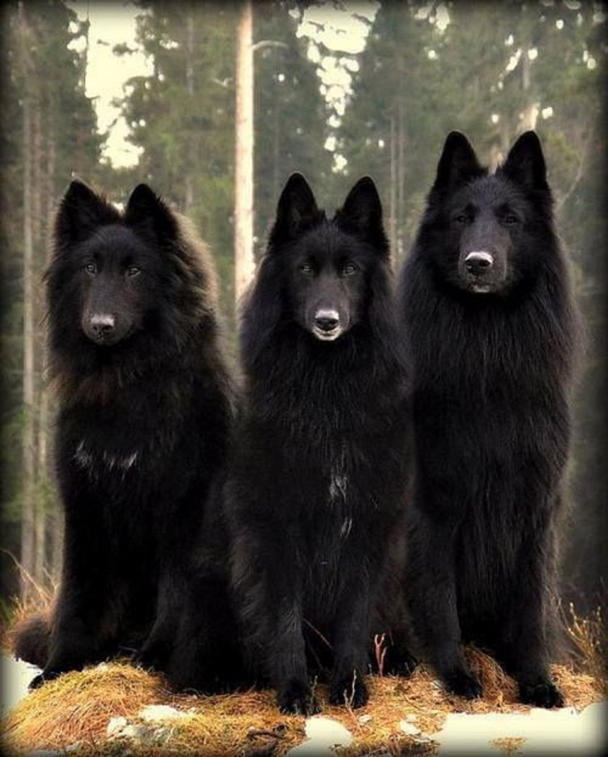 Канадский волкособ вольфхунд