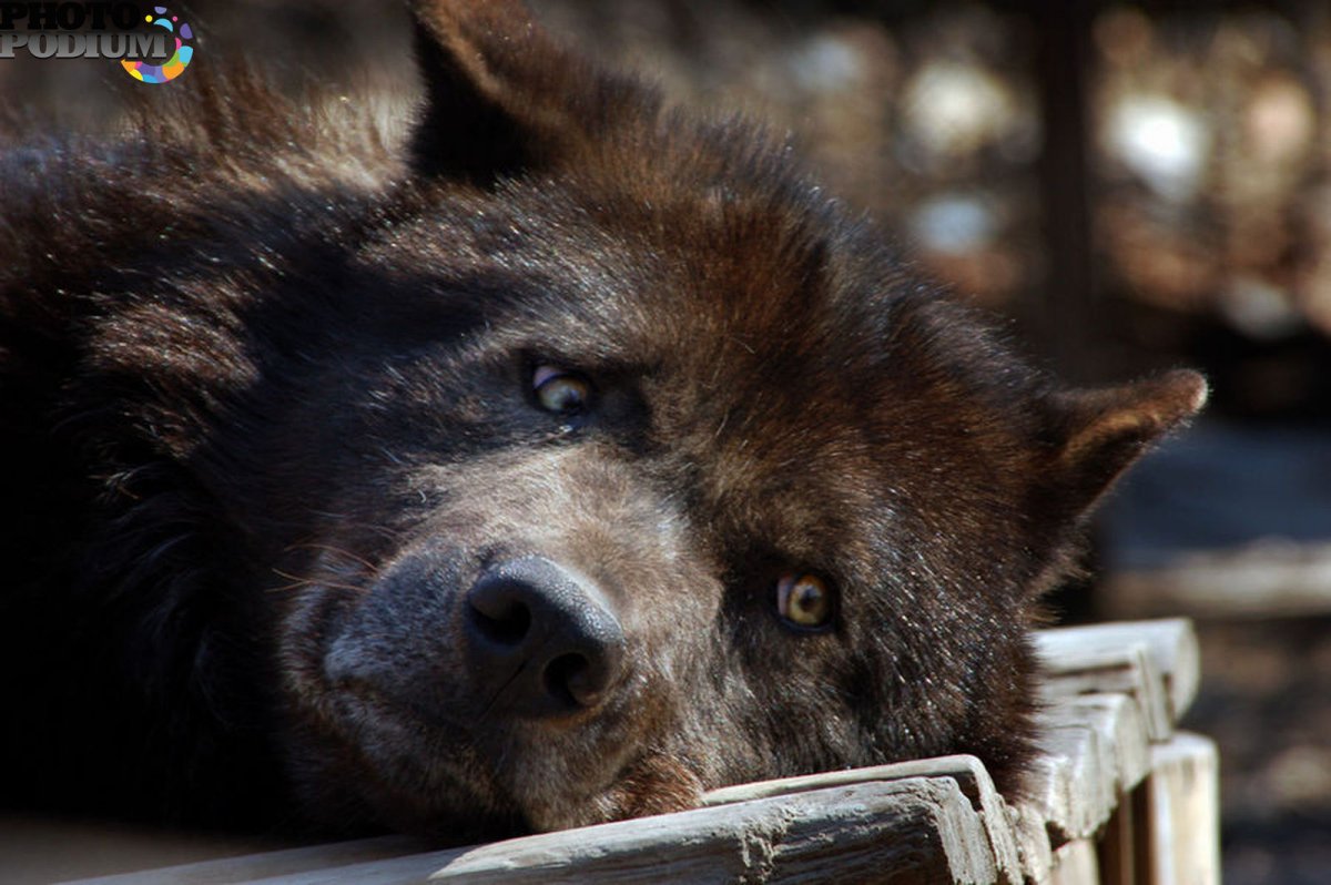 Аляскинский вольфхунд