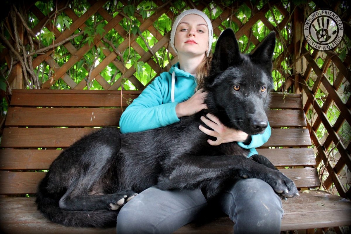 Канадский волкособ вольфхунд