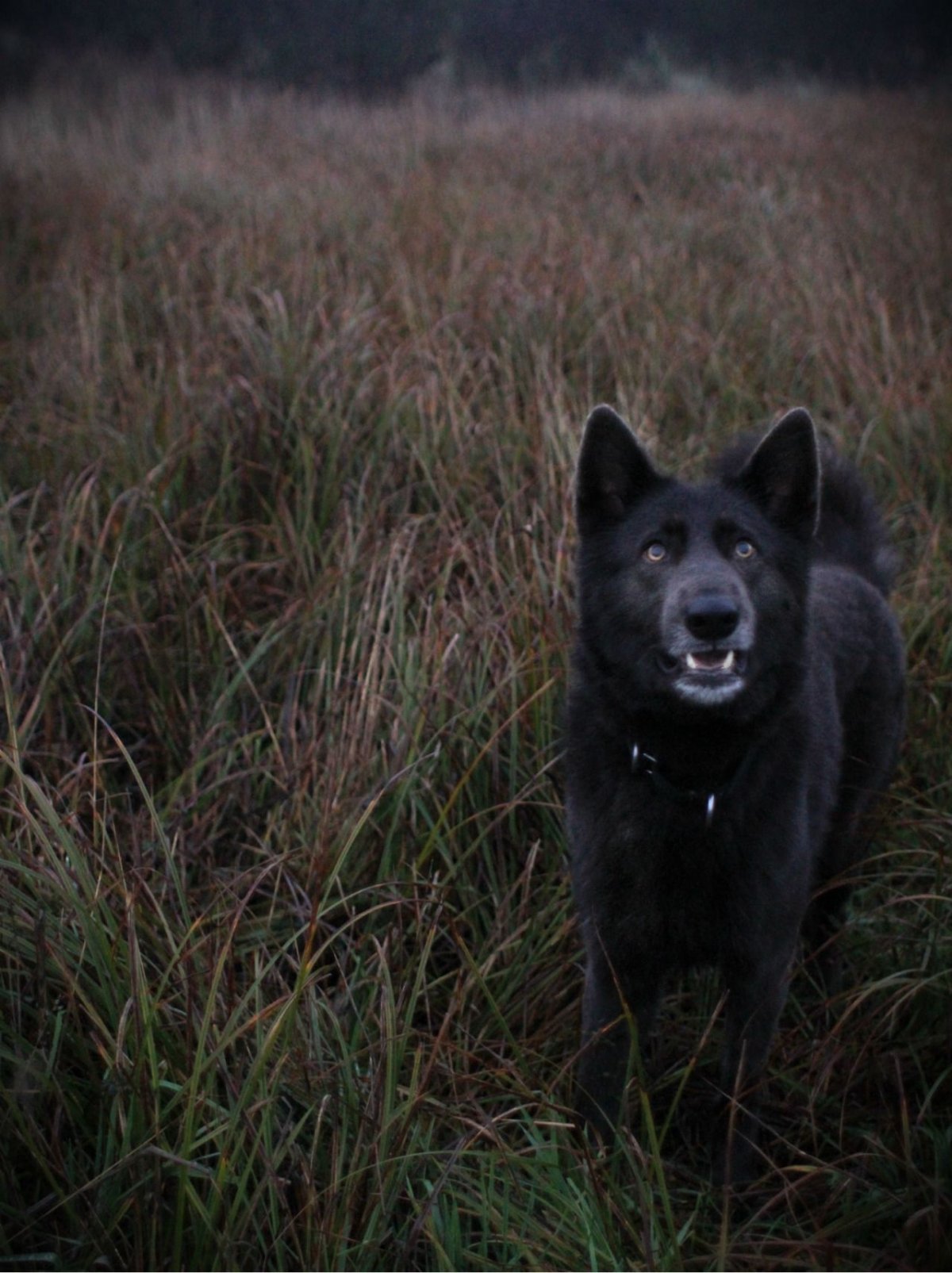 Аляскинский вольфхунд
