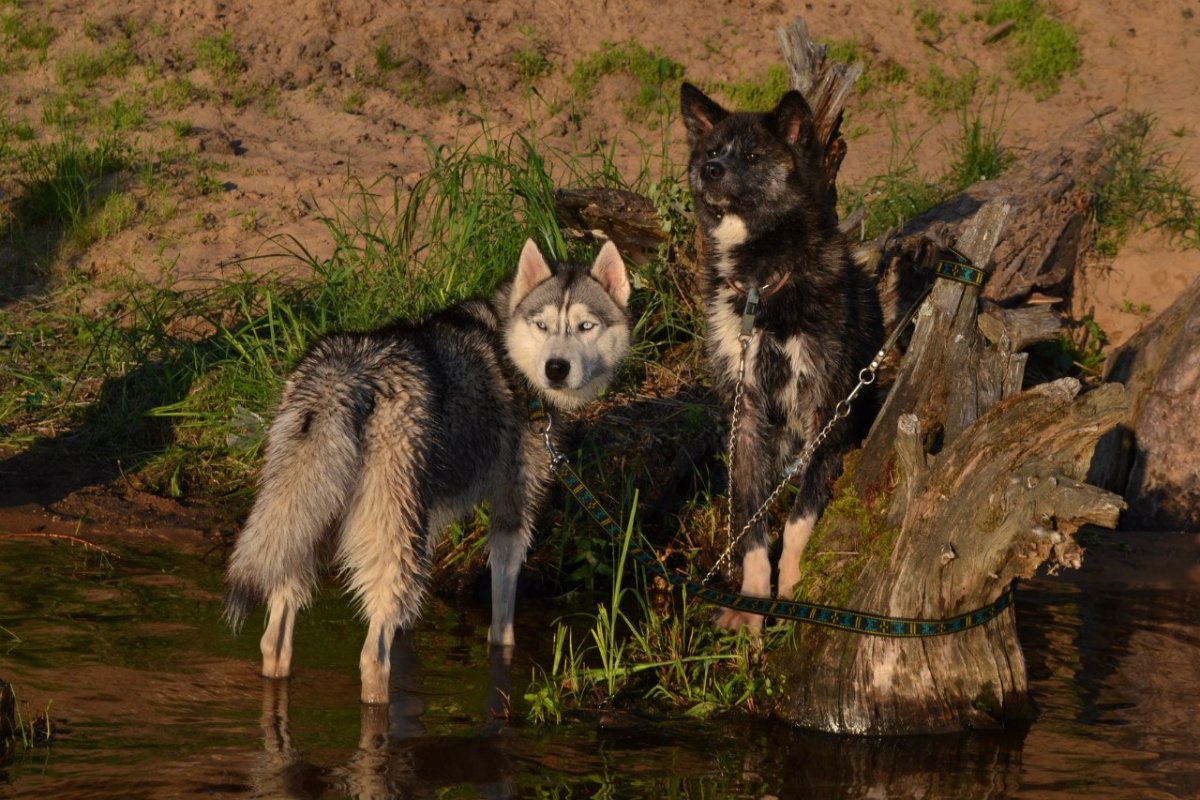 Канадский волкособ вольфхунд