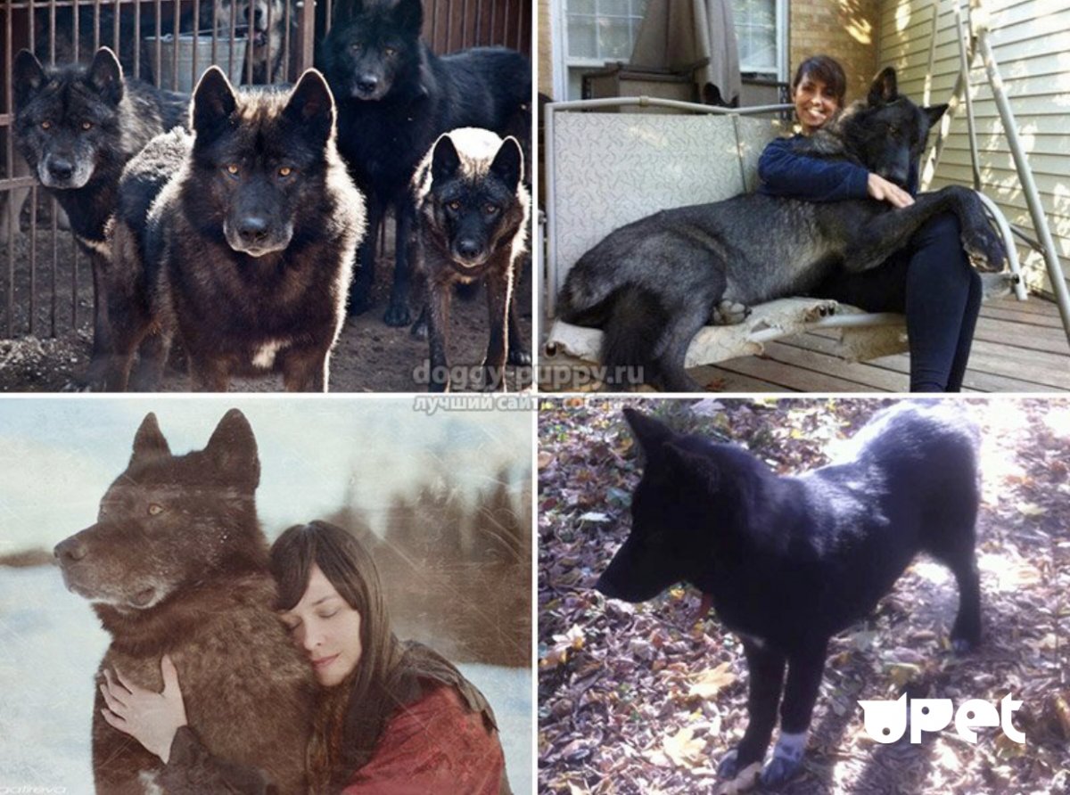 Черный волк